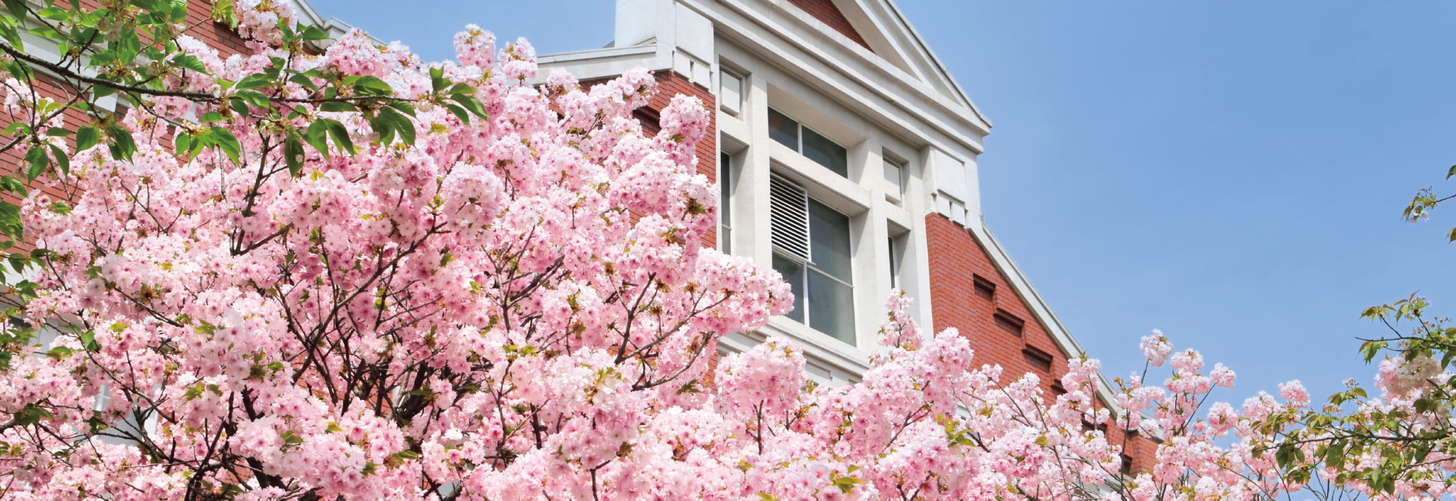 大阪造幣局・桜（春）(徒歩17分/約1,340m)